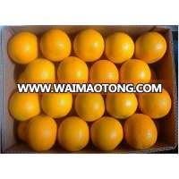 FRESH ORANGES / FRESH NAVEL ORANGES / FRESH VALENCIA ORANGES, FROM SOUTH AFRICA FOR SELL CLASS 1